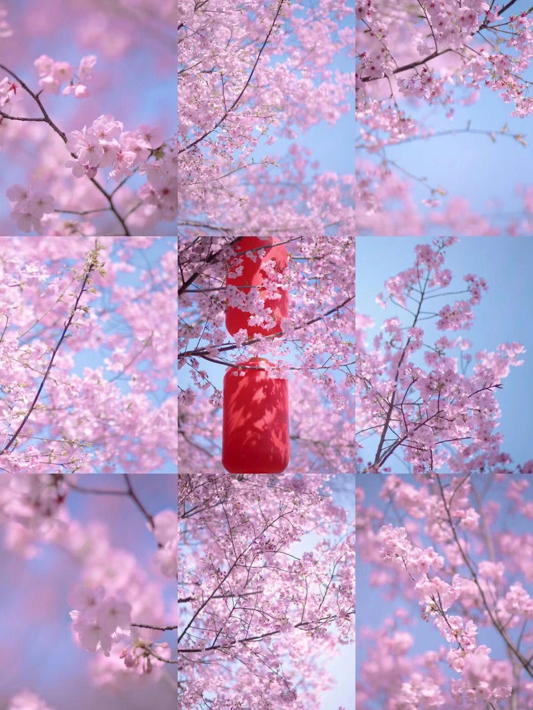 粉鱼的做法视频教程_粉鱼图片_粉鱼