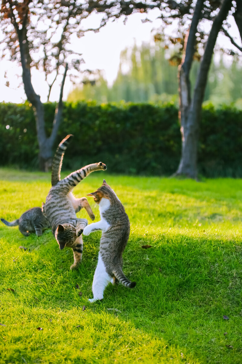 漫猫猫娃厂_漫猫猫_漫猫猫咖
