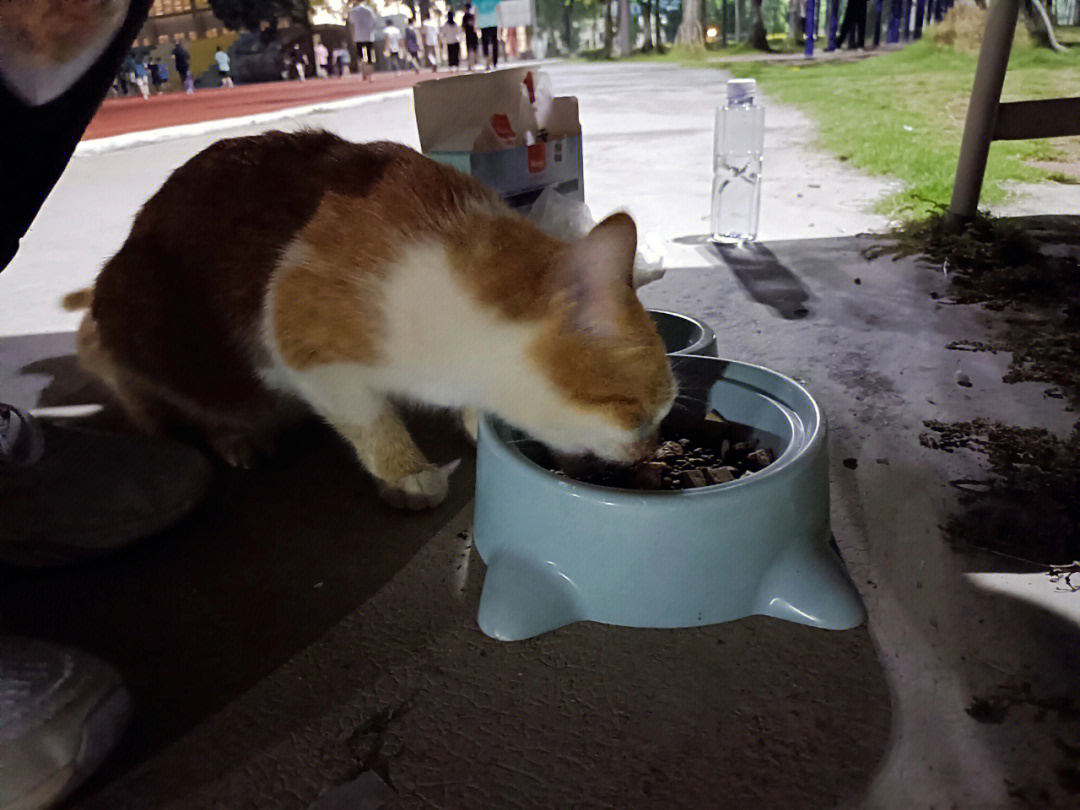 漫猫猫咖_漫猫猫娃厂_漫猫猫