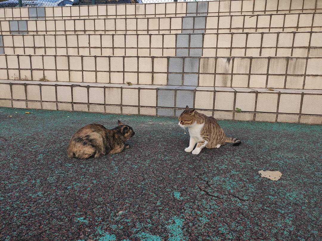 漫猫猫_漫猫猫娃厂_漫猫猫咖