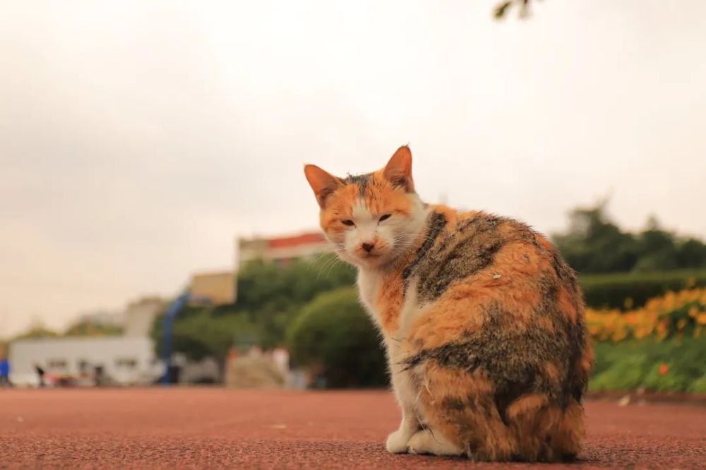 漫猫猫咖_漫猫猫_漫猫猫娃厂