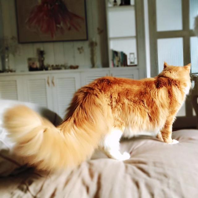 迷你猫_迷你猫咪图片_迷你猫儿