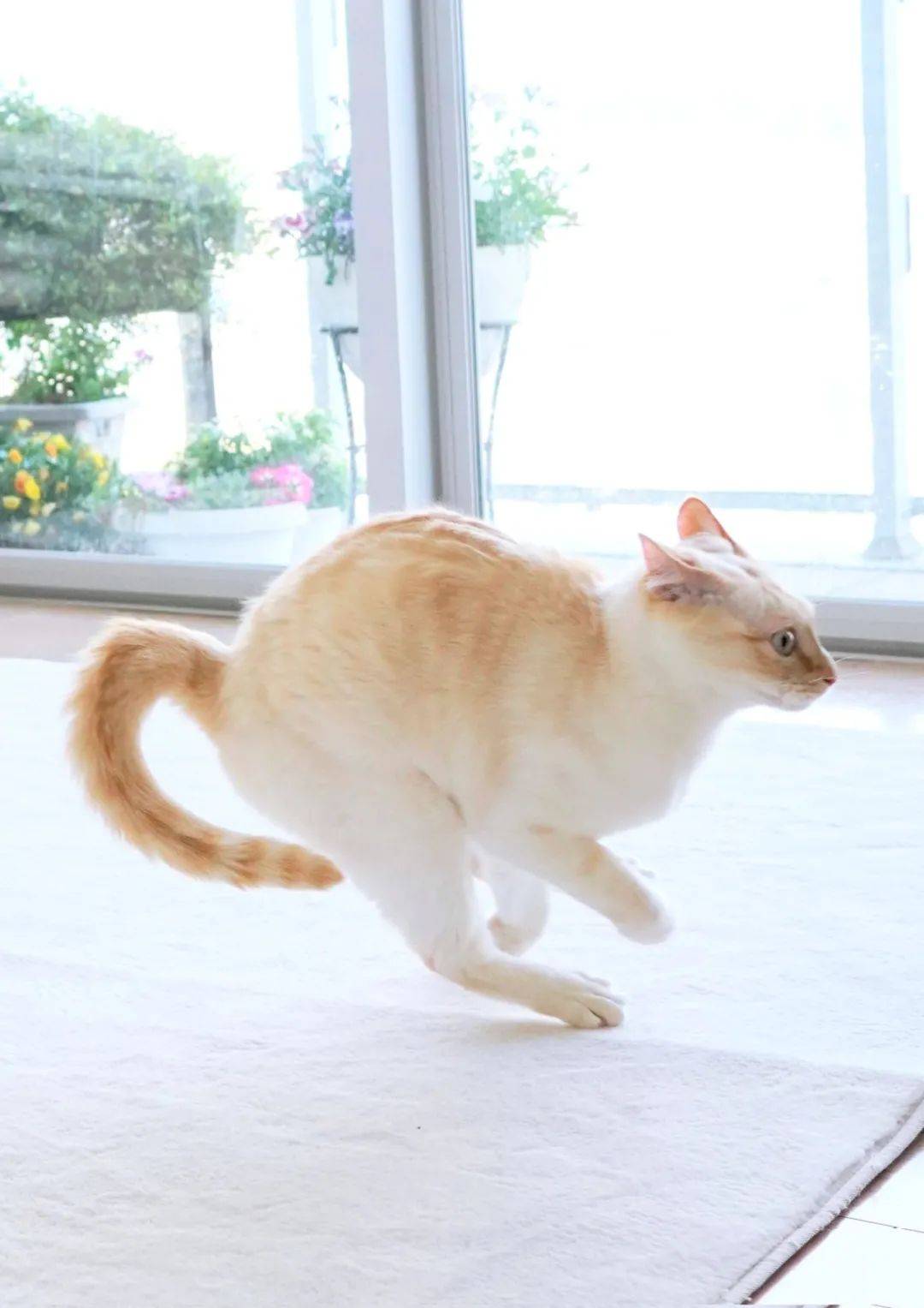 迷你猫儿_迷你猫_迷你猫咪图片