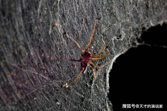 饥荒手机版游戏蜘蛛人哨子_饥荒蜘蛛口哨怎么做_蜘蛛彩蛋饥荒