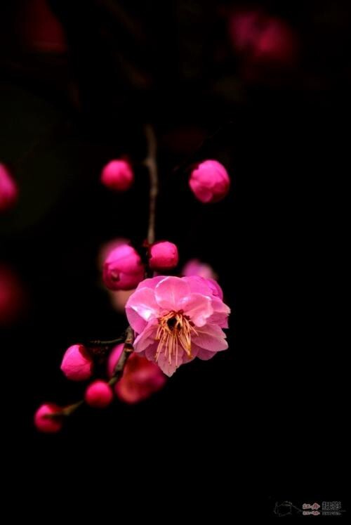 樱川六花_樱川六花_樱川六花