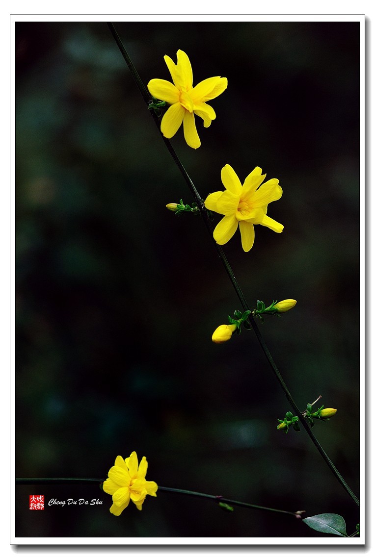 樱川六花_樱川六花_樱川六花