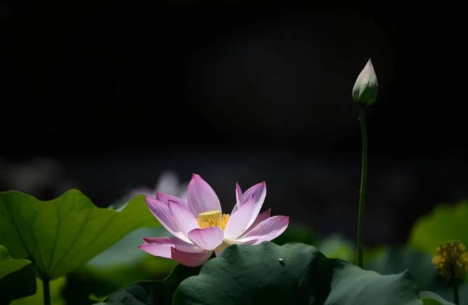 古代日历月份_日历月份天数规律_8月份日历